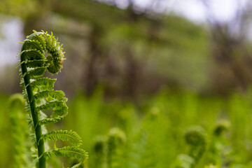 fiddlehead in the forest