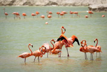 dancing flamingos