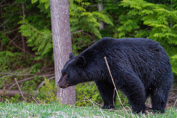ベアー,熊,クマ