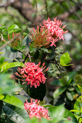 Ixora coccinea, jungle geranium, flame of the woods or jungle flame flowers, a flowering plant growing in garden. Howrah, West Bengal, India. Vertical Image