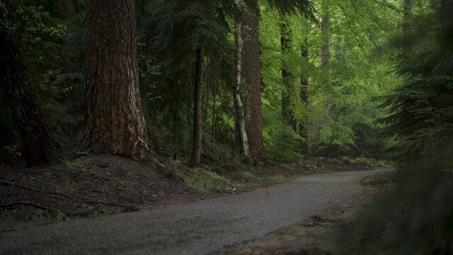 Asphalt bike path in the middle of a moody rain forest with pine trees. Slow motion clip with no one in the shot while raining.