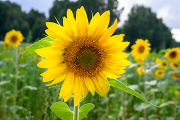 A close-up view of a sunflower in a field