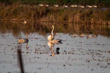 Water fowl in a rice field