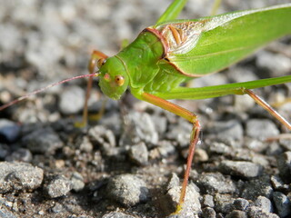 「セスジツユムシ」の顔部分接写