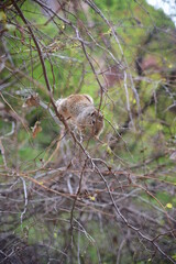 Squirrel in nature running down a branch day time
