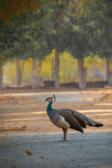 Peahen
