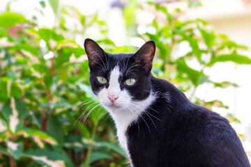 Naklejka na ściany i meble Black and white cat with yellow eyes looking at the camera in backyard. Close-up photo