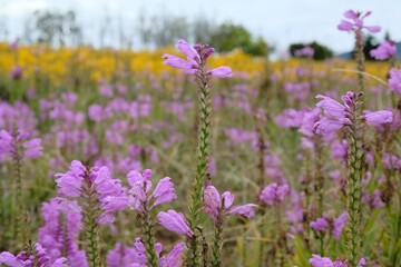 Fototapeta premium field of lavender
