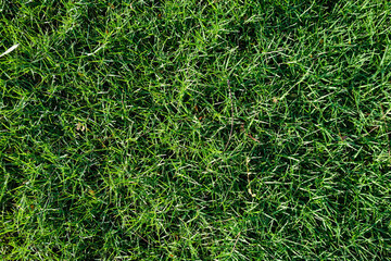 Green grass nature texture decoration for put text