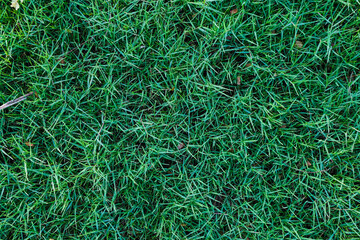 Green grass nature texture decoration for put text