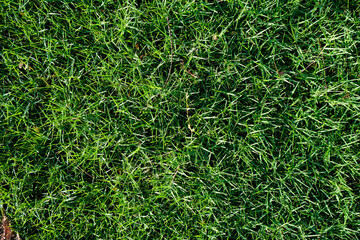 Green grass nature texture decoration for put text