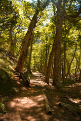 Camino de bosque entre arboles gigantes, camino hacia la garganta del diablo en cerro tronador, san carlos de bariloche, argentina