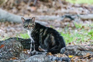 Feral Cat with Clipped Ear