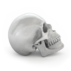 Silver skull on a white background. 3D rendering
