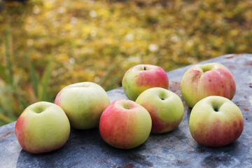 A bunch of yellow apples with red spots lie on the gray surface of old metal against a background of autumn grass. Healthy lifestyle concept. Fruits. Gardening.