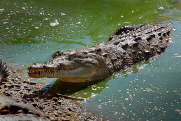 A Cuban Crocodile on a riverbank