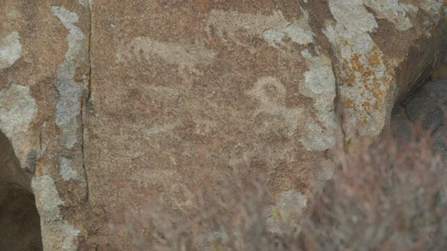 Close up of ancient rock paintings of  cows and goats
