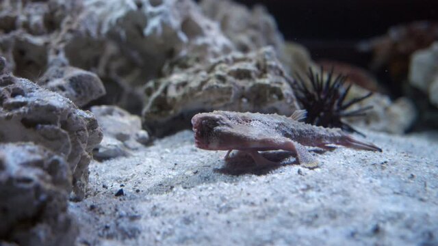 Brazilian Batfish Dwelling On Sandy Bottom Of A Fish Tank At Florida Aquarium In Tampa Bay, Florida. wide
