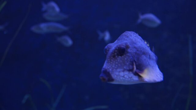 Spotted Trunkfish (Lactophrys Bicaudalis) Swimming Underwater In The Aquarium In Tampa Bay, Florida. close up