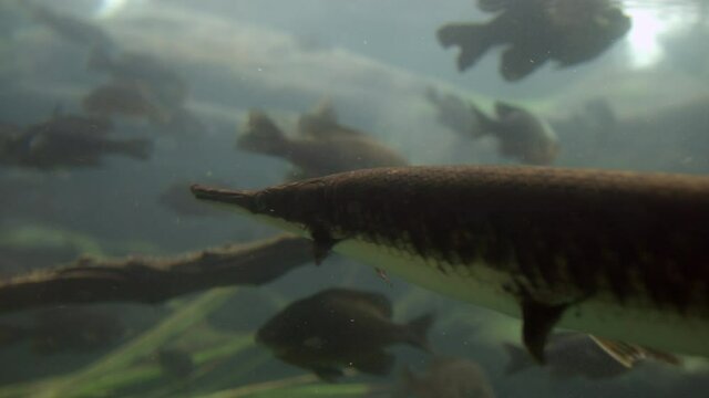 Alligator Gar Swims In A Fish Tank With Other Marine Fish At Florida Aquarium In Tampa Bay, Florida. close up