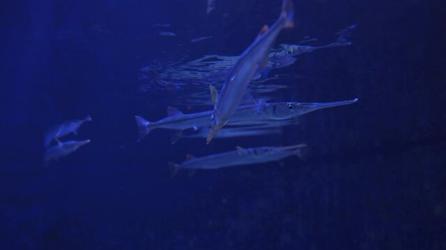 Houndfish Swimming Underwater In A Fish Tank. static