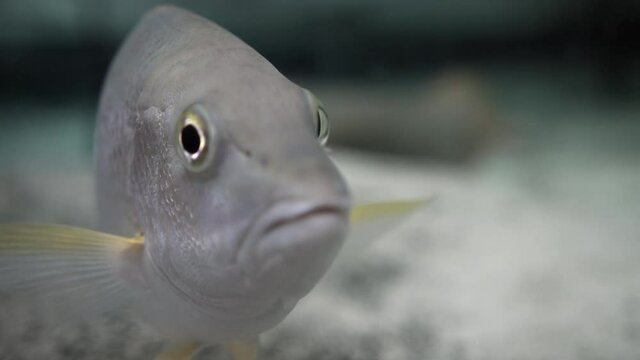 Russell's Snapper Fish In Fish Tank At Florida Aquarium In Tampa Bay, Florida. extreme close up