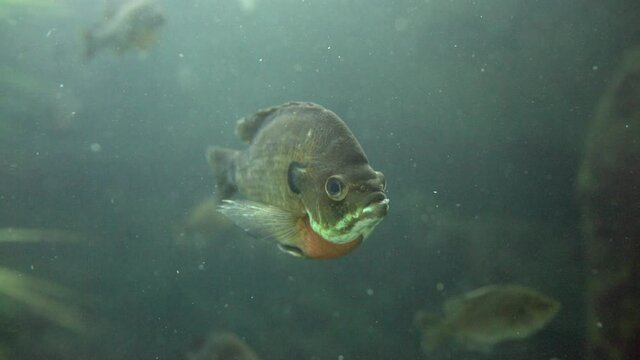 Bluegill Fish Swim At The Florida Aquarium In Tampa, Florida, USA. - close up