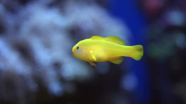Yellow Clown Goby Fish Isolated In A Fish Tank At Florida Aquarium In Tampa Bay, Florida. close up