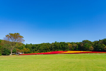 【埼玉県】国営武蔵丘陵森林公園 満開の羽毛ケイトウ