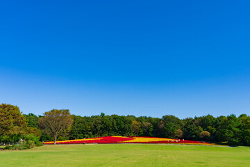 【埼玉県】国営武蔵丘陵森林公園 満開の羽毛ケイトウ