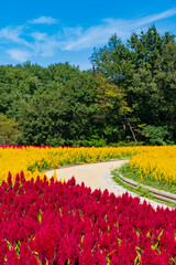 【埼玉県】国営武蔵丘陵森林公園 満開の羽毛ケイトウ