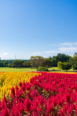 【埼玉県】国営武蔵丘陵森林公園 満開の羽毛ケイトウ