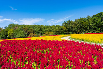 Fototapeta premium 【埼玉県】国営武蔵丘陵森林公園 満開の羽毛ケイトウ