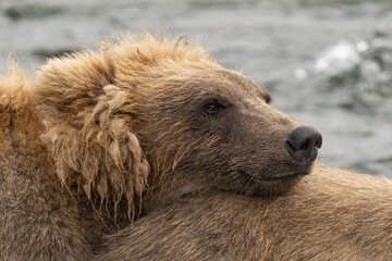 Alaska Brown Bears, eating in salmon