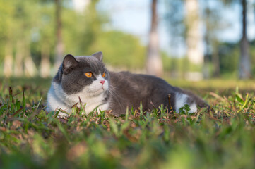 British Shorthair lying on the grass