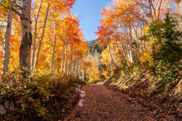 road in an aspen forest in fall