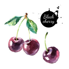 Hand drawn painting black cherry on white background. Watercolor illustration of berries