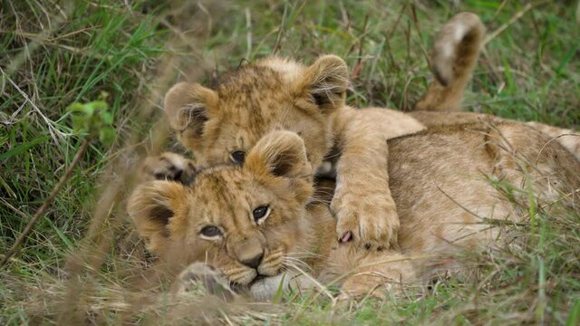 Adorable lion cub siblings fooling around on grass; close-up static