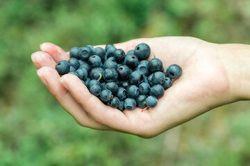 Naklejka na ściany i meble Woman hands picking ripe blueberries