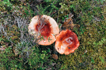 Red russula mushroom in the forest - obrazy, fototapety, plakaty