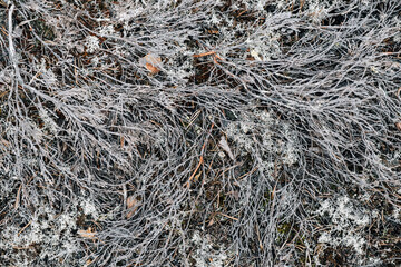 Abstract gray forest background. Natural pattern