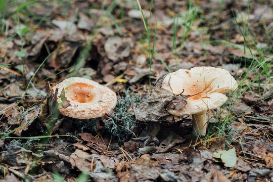 Lactarius torminosus also known as the woolly milkcap or the bearded milkcap