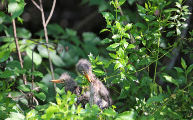Nestlings