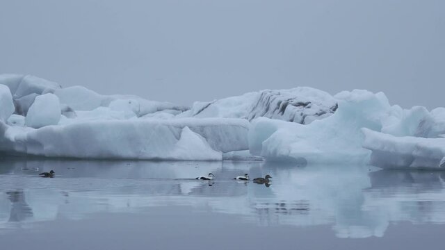 Eider Ducks Swimming In Cold Water Of Jokulsarlon Glacier Lagoon In Iceland With Iceberg In Background. wide