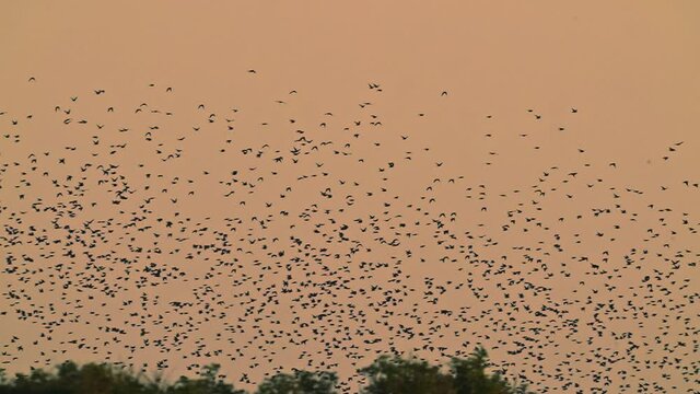 Spectacular bird migration scene, group flying against golden hour orange sky, slow motion tracking shot, evening