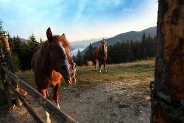 Beautiful horses near wooden fence in mountains