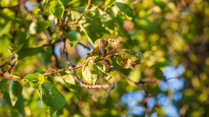Aphids damaged leaf by pests and diseases
