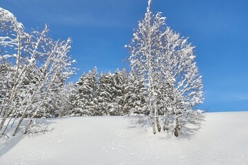 Winter Snowy Landscape