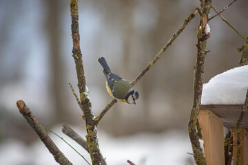 blue tit in winter looking for food in wooden bird feeder