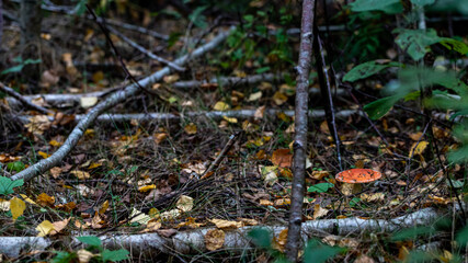 Amanita muscaria fly agaric mushroom in forest between fallen tree branches